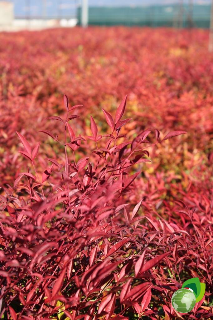 Nandina Obseseed Effetto