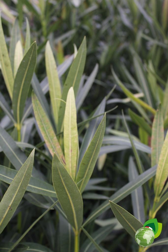 Nerium Oleander V.30 Dettaglio