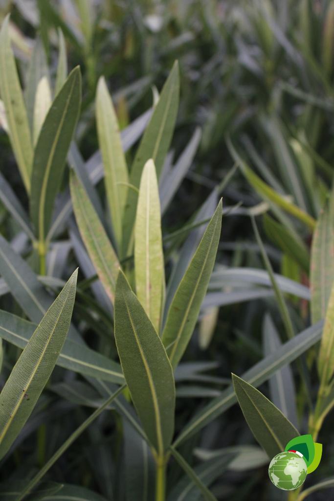 Nerium Oleander V.30 Effetto