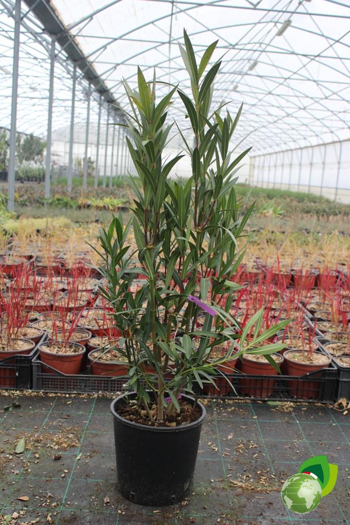 Nerium Oleander V.30