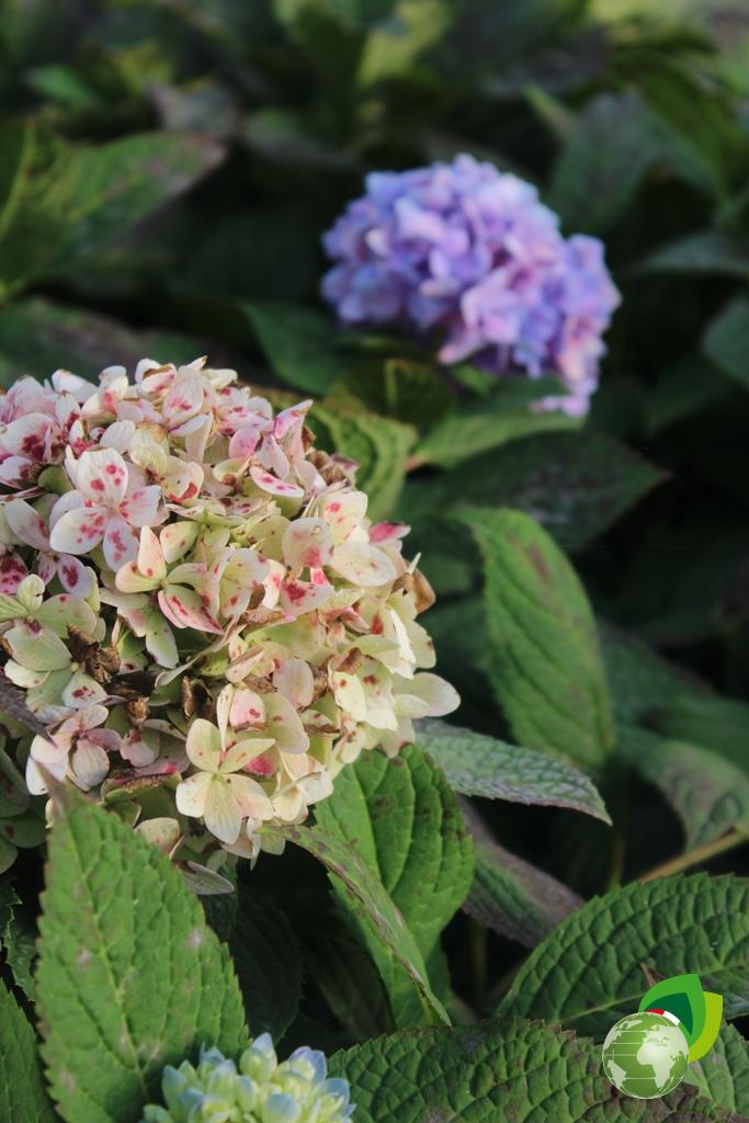 Ortensia Macrophylla Ender Saummer Dettaglio 5