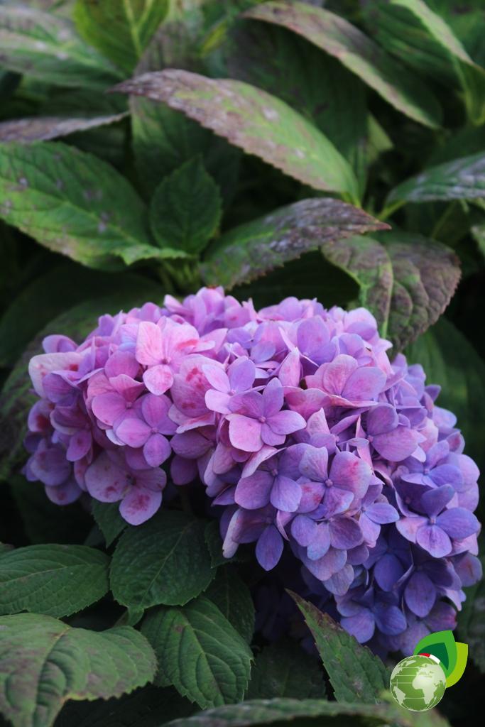 Ortensia Macrophylla Ender Summer Dettaglio 2