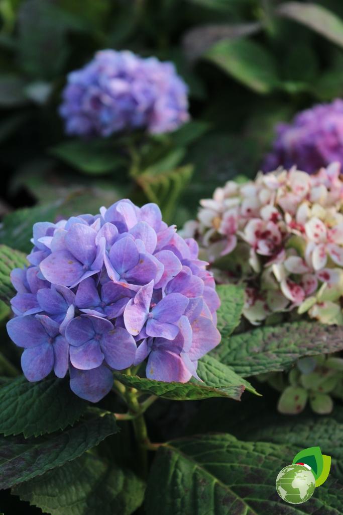 Ortensia Macrophylla Ender Summer dettaglio 1
