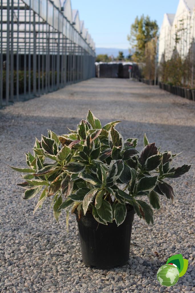 Ortensia Macrophylla Tricolor 1