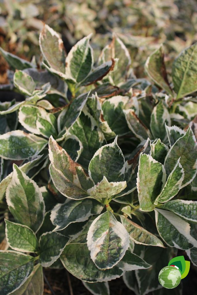Ortensia Macrophylla Tricolor Effetto