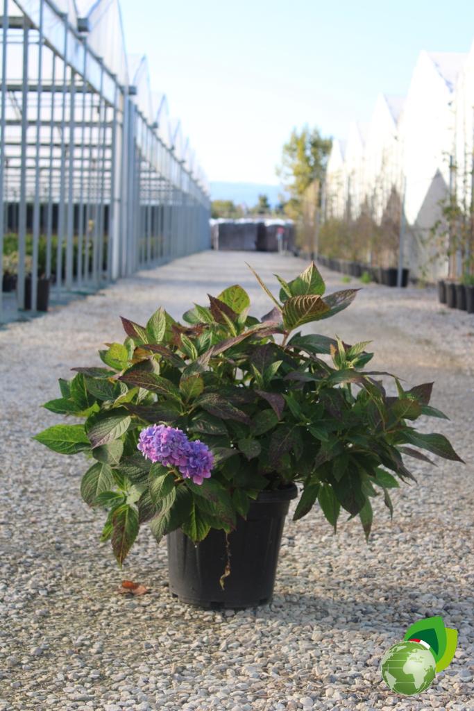 Ortensia Macrophylla ender summer V.33