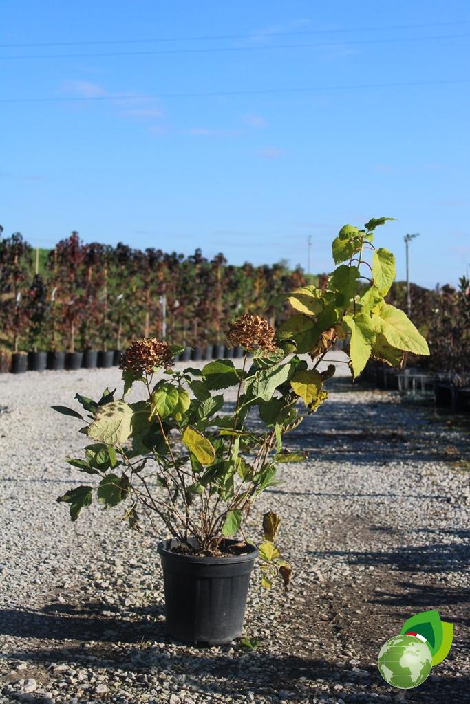 Ortensia Paniculata Baby Lace 1