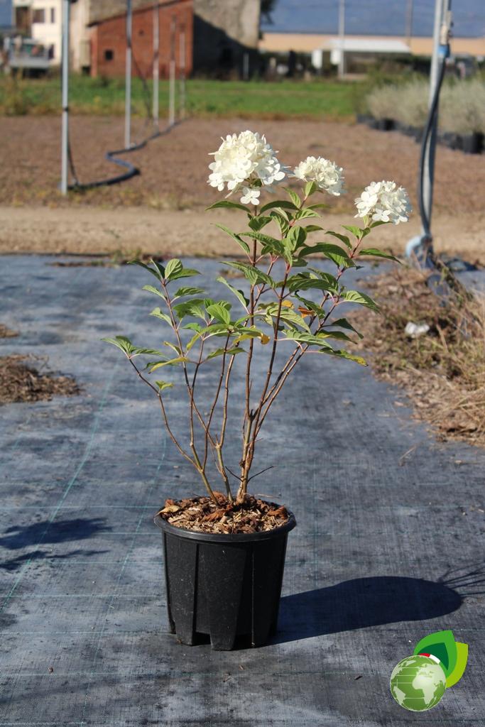 Ortensia Paniculata Limelight