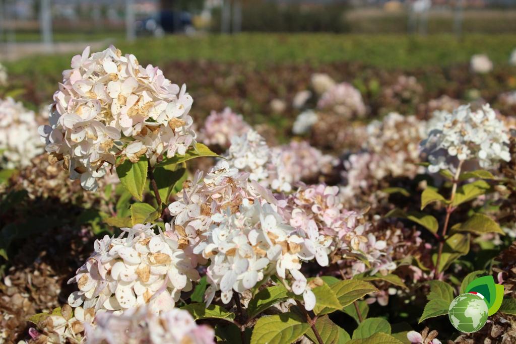 Ortensia Paniculata Vanille Fraise Dettaglio
