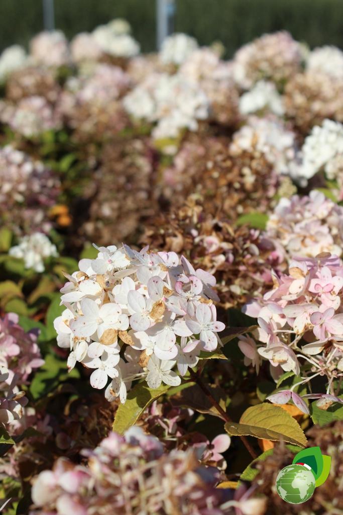 Ortensia Paniculata Vanille Fraise Dettaglio1