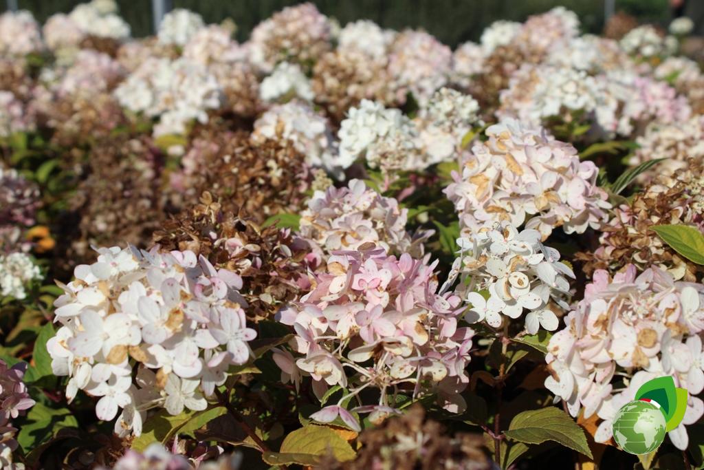 Ortensia Paniculata Vanille Fraise Effetto
