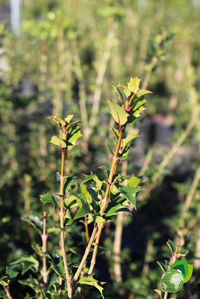 Osmanthus Heterophyllum Dettaglio 1