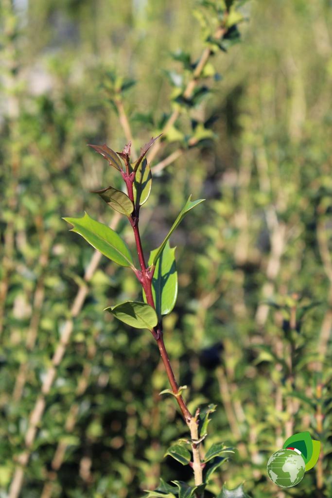 Osmanthus Heterophyllum Dettaglio