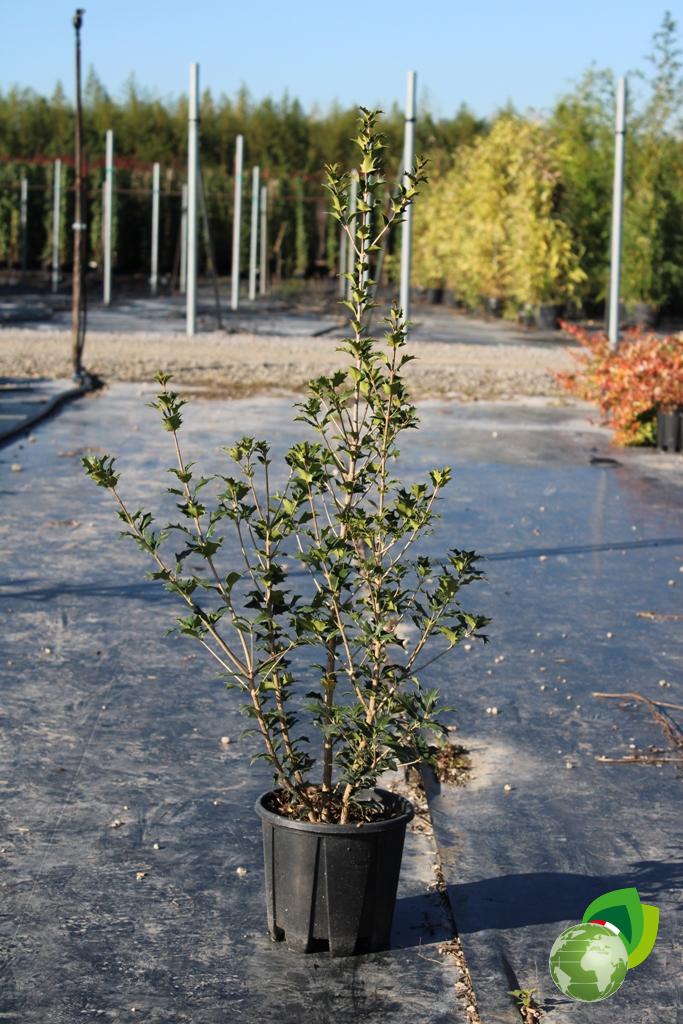 Osmanthus Heterophyllum