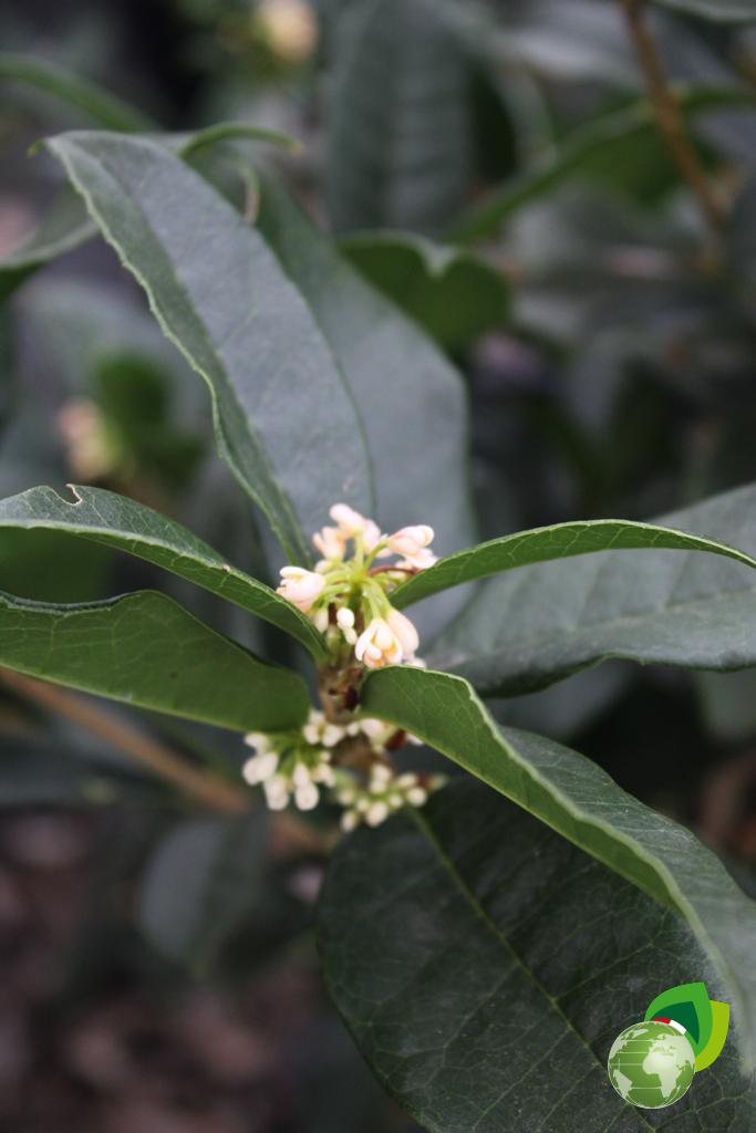 Osmanthus Olea Fragrans V.24 Dettaglio 1