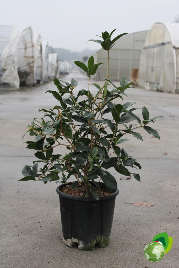 Osmanthus Olea Fragrans V.24