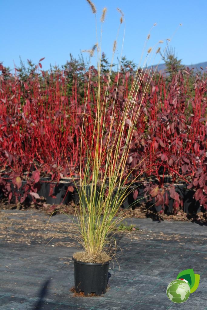 Pennisetum Alopecuroides 1