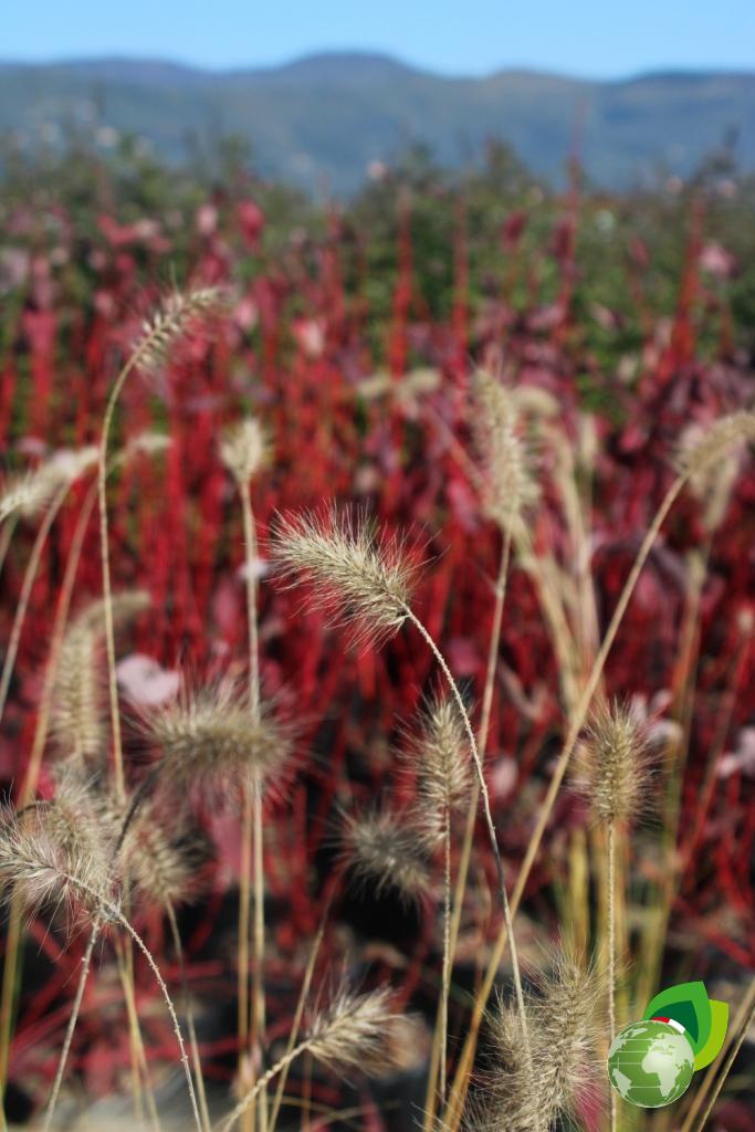 Pennisetum Alopecuroides Dettaglio