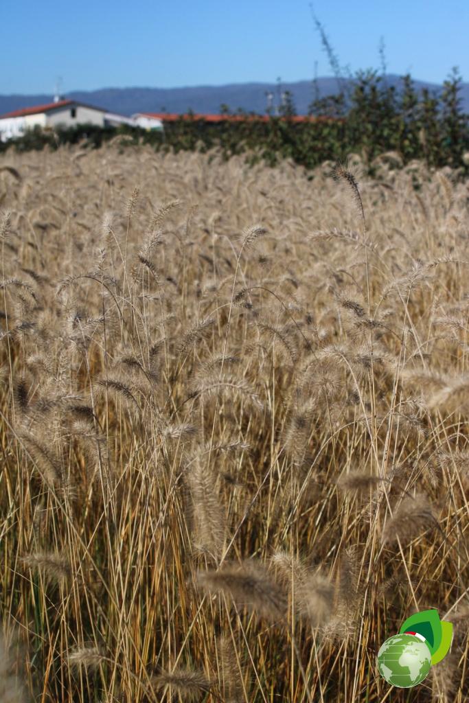 Pennisetum Alopecuroides Effetto 2