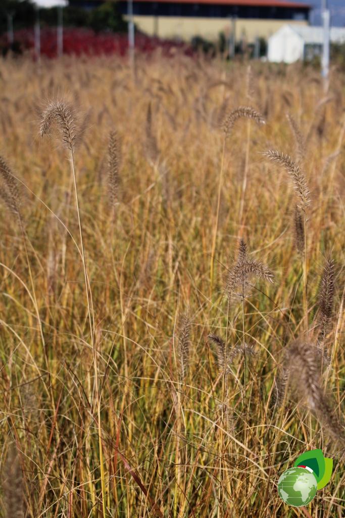 Pennisetum Alopecuroides Effetto 4