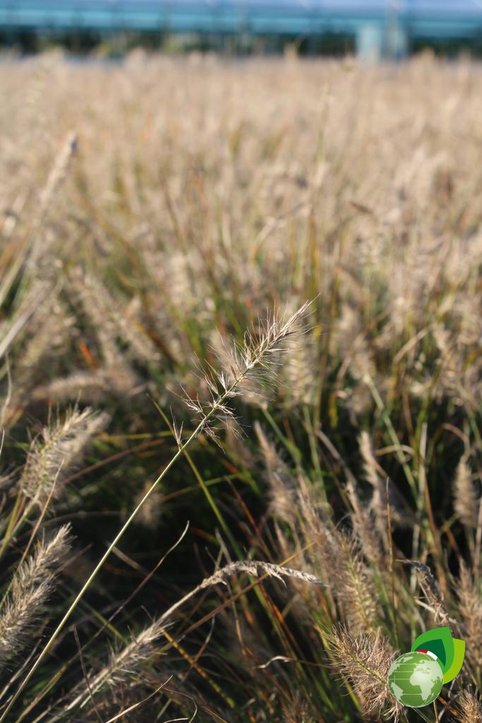 Pennisetum Halmen Dettaglio