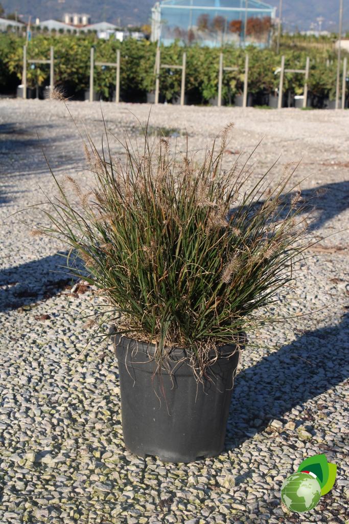 Pennisetum Halmen