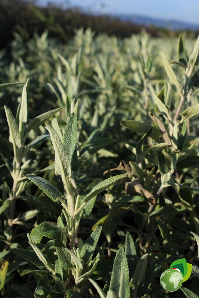 Phlomis Fruticosa Dettaglio 1