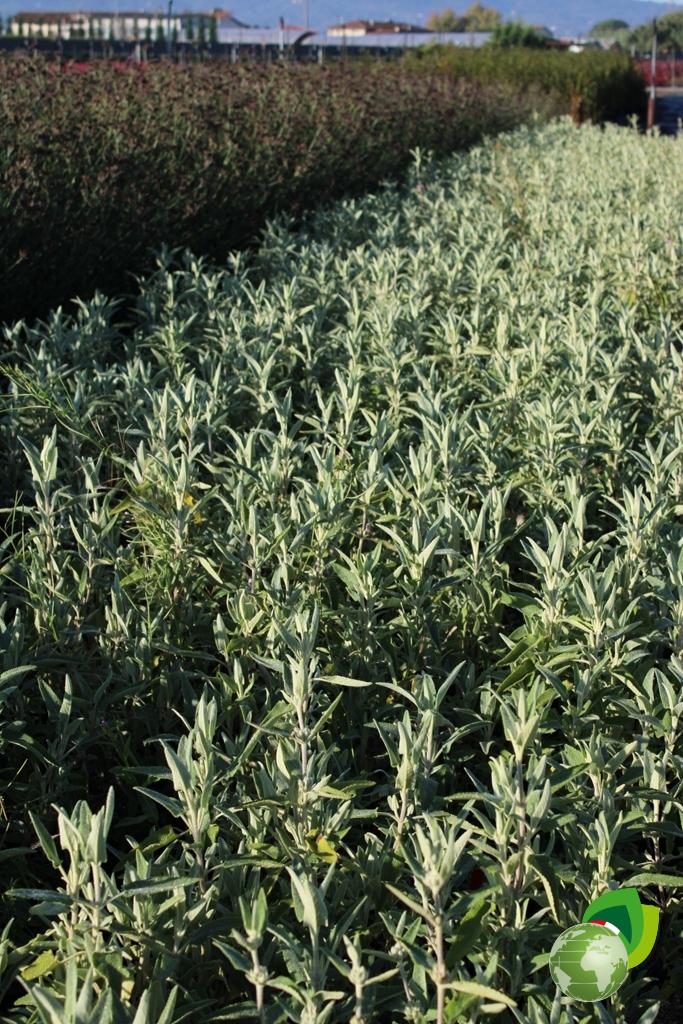 Phlomis Fruticosa Purpurea effetto 1