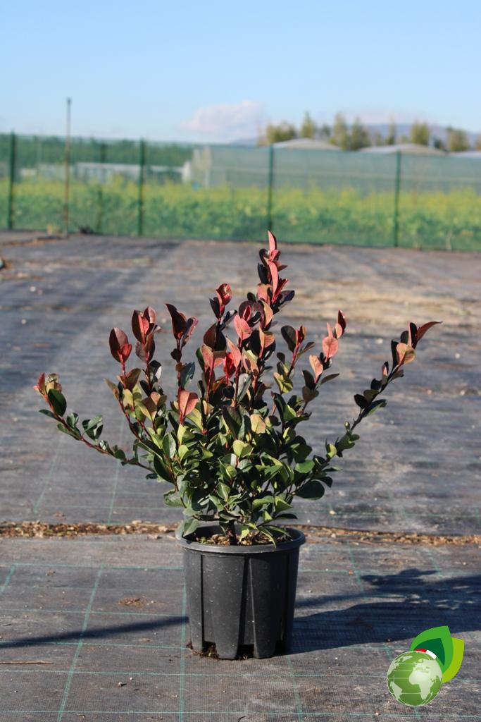 Photinia Compacta Nana 1
