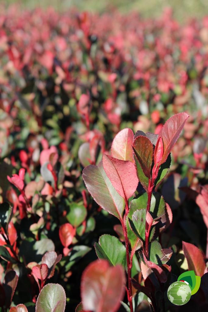 Photinia Compacta Nana Effetto