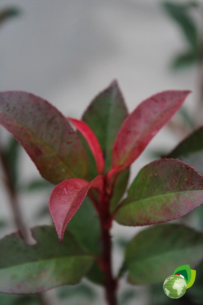 Photinia Compacta V.24 Dettaglio 2