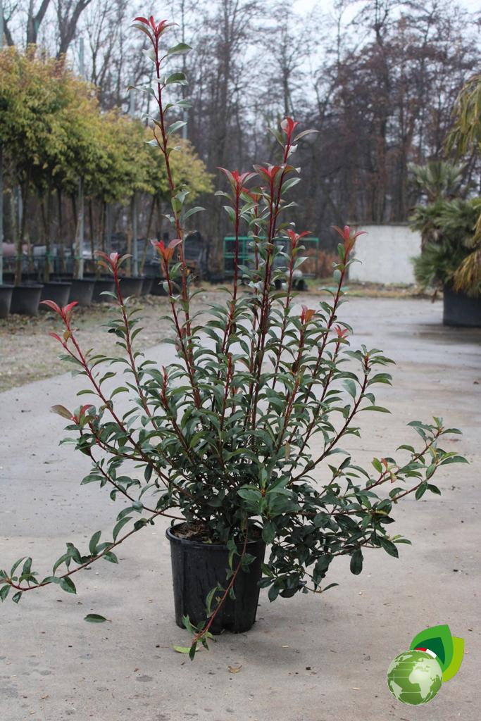 Photinia Compacta V.24