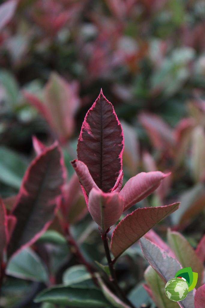 Photinia Magical Pink Marble V.14 Dettaglio 3