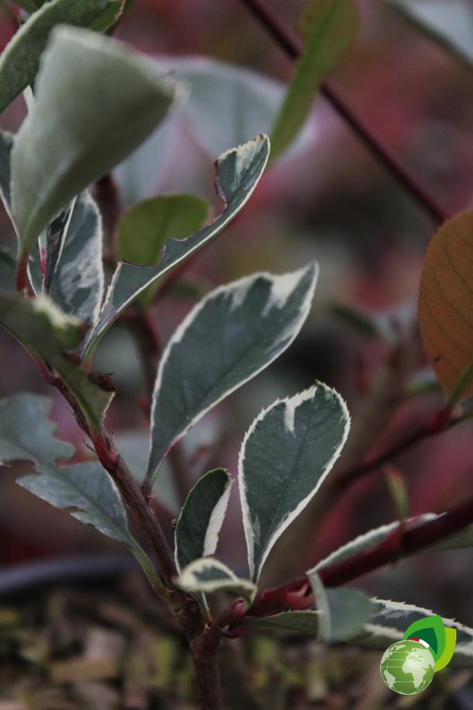 Photinia Magical Pink Marble V.14 Dettaglio