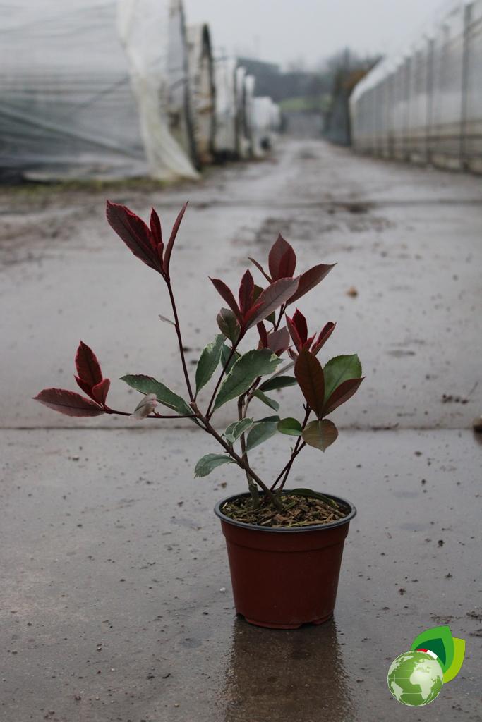 Photinia Magical Pink Marble V.14