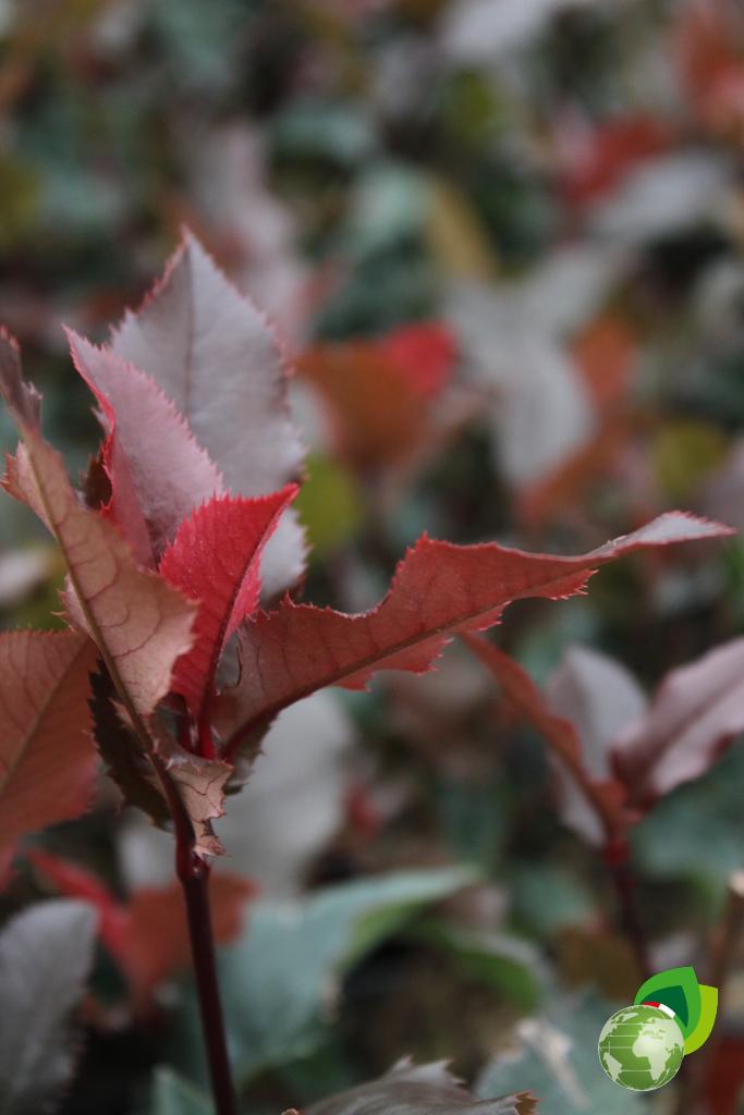 Photinia Magical Volcano V.14 Dettaglio