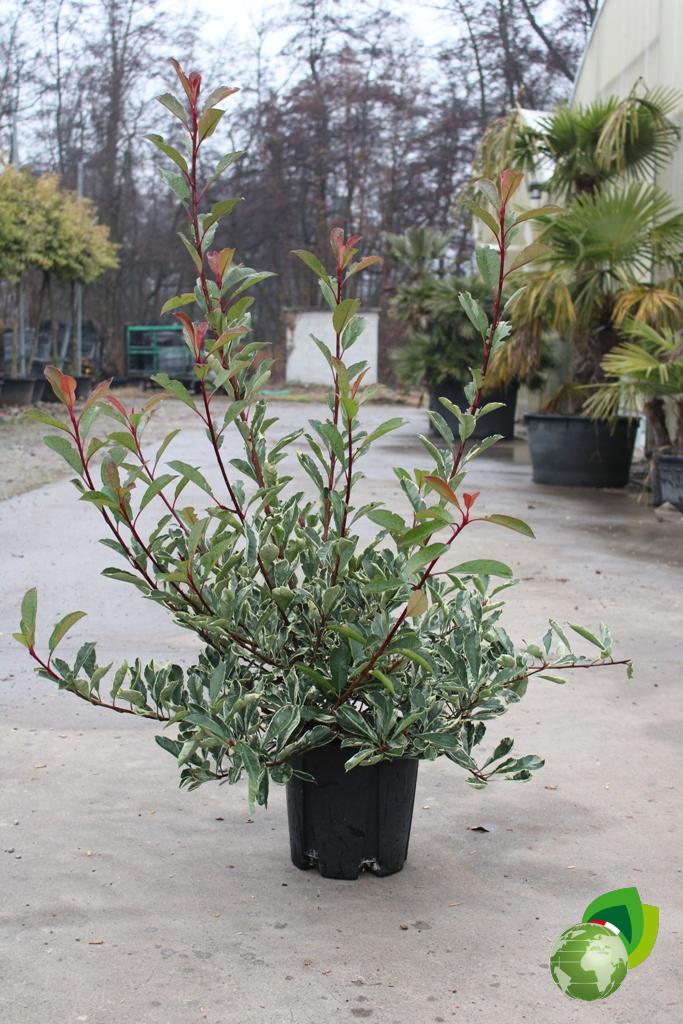 Photinia Pink Marble V.24 1