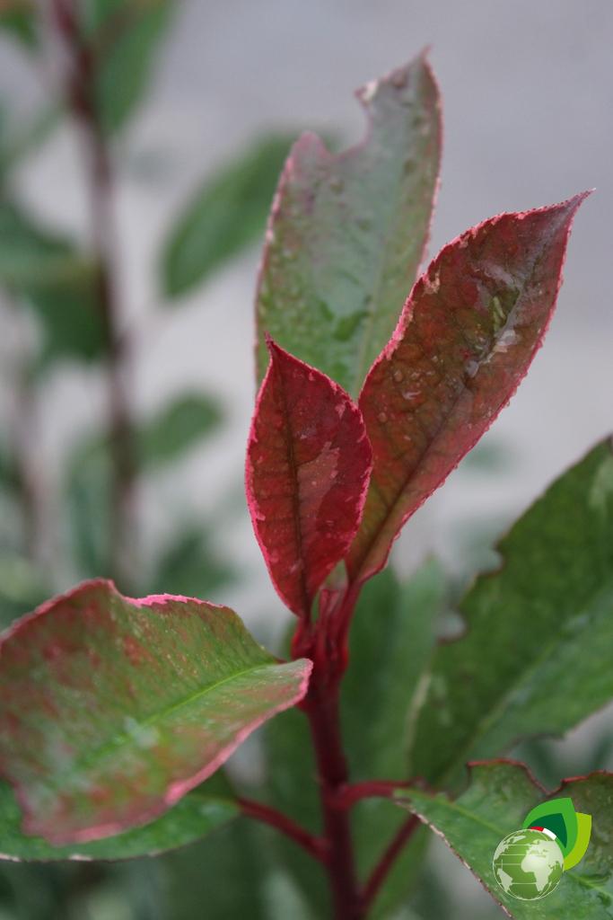 Photinia Pink Marble V.24 Dettaglio 1