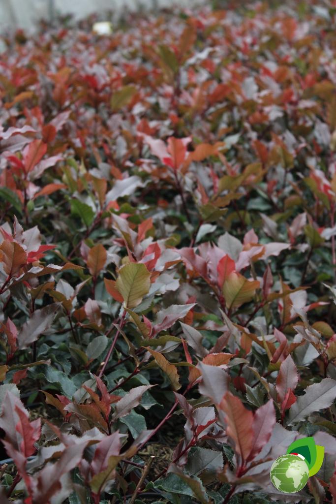 Photinia Volcano V.14 Effetto