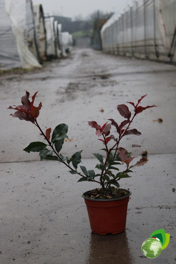 Photinia Volcano V.14