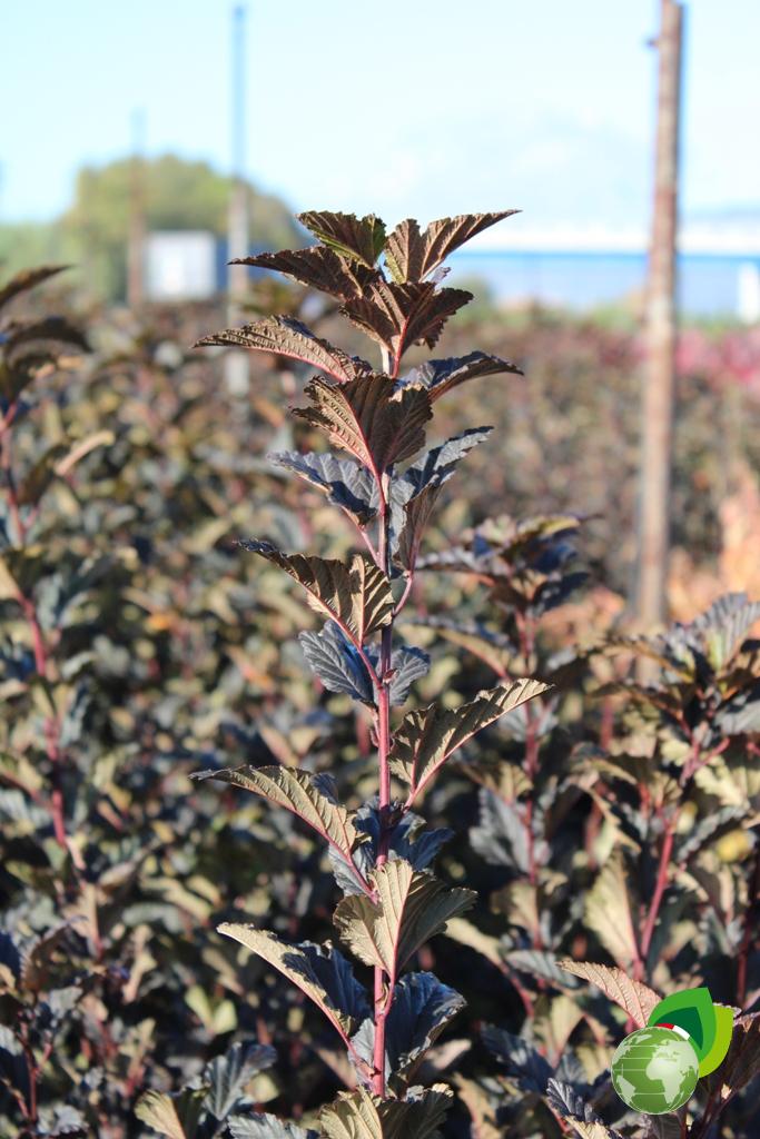Physocarpus Red Baron Dettaglio
