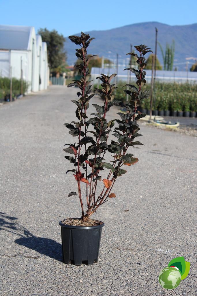 Physocarpus Red Baron