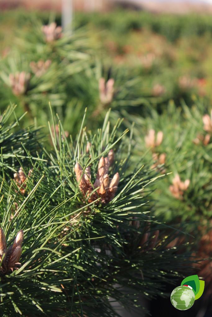Pinus Mugo Mops Effetto