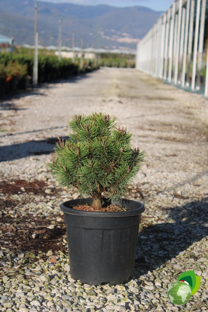 Pinus Mugo Mops