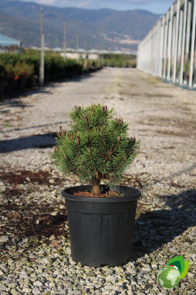 Pinus Nigra