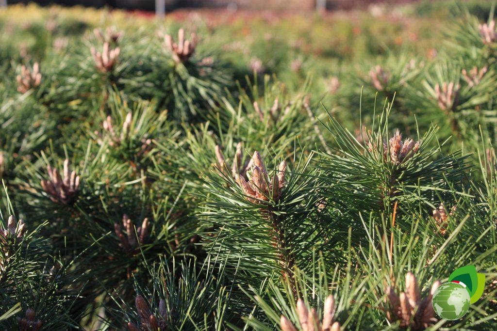Pinus Nigra Bambino Dettaglio