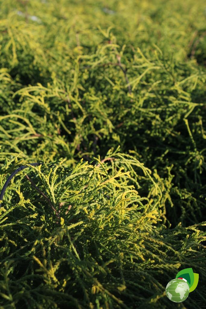 Pisifera Sungold Dettaglio