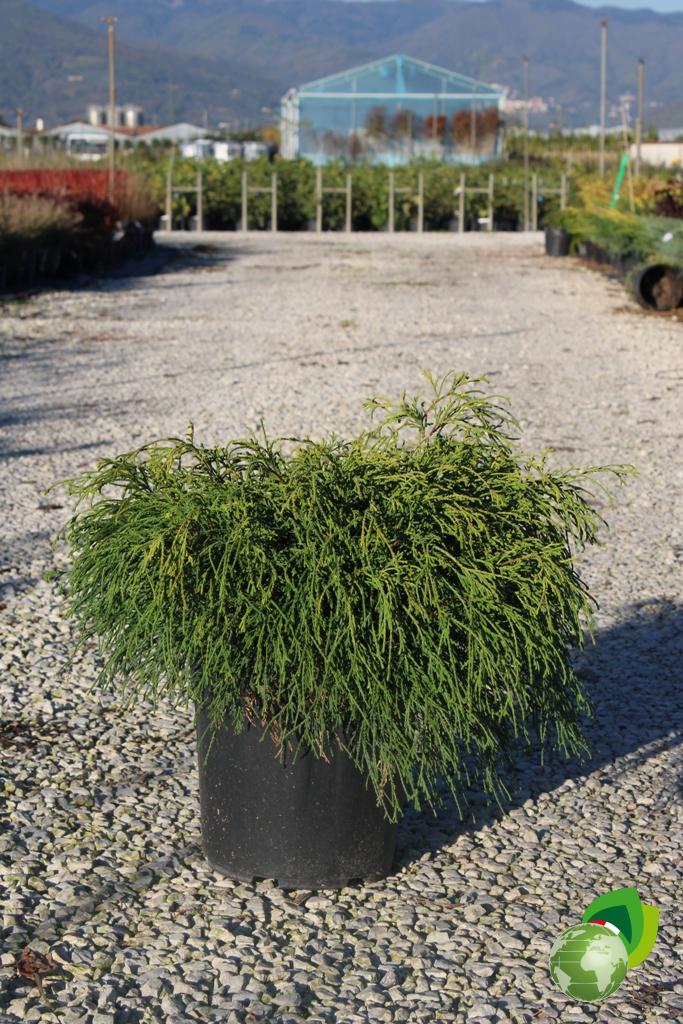 Pisifera Sungold