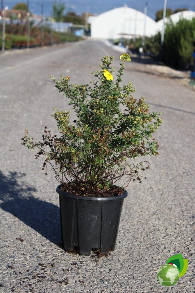 Potentilla Kobold
