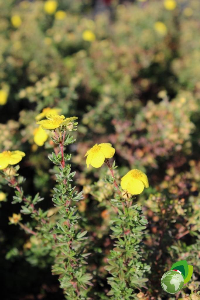 Potentilla Kobold Dettaglio 1